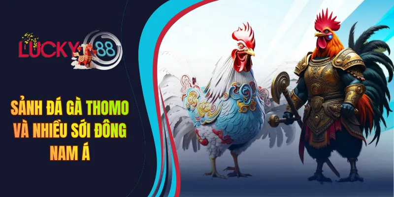 Sảnh đá gà Thomo và nhiều sới Đông Nam Á
